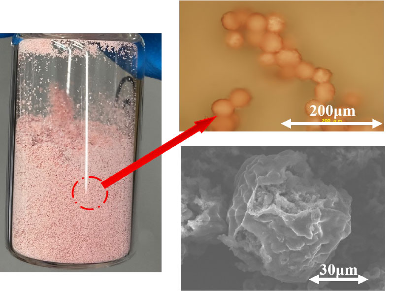 (左)µPD噴霧凍結乾燥赤血球粉体　(右上)µPD凍結乾燥赤血球粉体の光学顕微鏡観察画像　(右下) µPD凍結乾燥赤血球粉体のSEM観察画像
